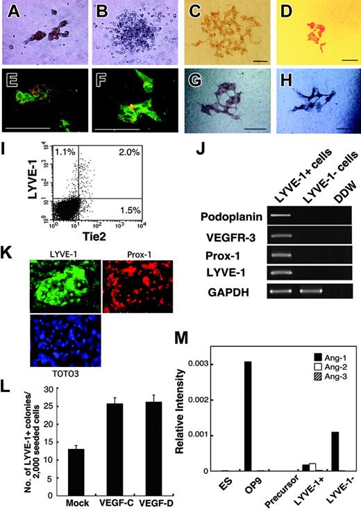 Figure 2. Development of lymphatic endothelial cells from ES cells. The Tie2+Flk1+ fraction of ES cell–derived cells formed erythroid colonies (A) and granulocyte-macrophage colonies (B) in methylcellulose. Vascular and lymphatic endothelial cells were stained with PECAM-1 mAb (C) and LYVE-1 mAb (D), respectively. PECAM-1+ cells (green, panel E) and LYVE-1+ cells (green, panel F) took up acetyl-LDL (red, panels E and F). Scale bars, 10 μm. (I) Expression of LYVE-1 and Tie2 in differentiated cells derived from ES cells on OP9 cells on day 6 of culture was analyzed by flow cytometry. The percentages of cells in each quadrant are indicated. (J) Lymphatic-specific genes, Pdpn, VEGFR-3, and Prox-1 in LYVE-1+ and LYVE-1- cells were analyzed by RT-PCR. (K) Immunostaining at high magnification (× 200) showed that LYVE-1+ cells (green) coexpressed Prox-1 (red). TOTO3 (blue) was used to stain nuclei. (L) In the presence of VEGF-C and VEGF-D (100 ng/mL each), the number of LYVE-1+ colonies increased to 2 times that of mock-treated cells. Colonies were also larger in the presence of VEGF-C and VEGF-D (panels G and H, respectively). Results are expressed as the mean ± SD. (M) OP9 and ES cell–derived LYVE-1- cells expressed Ang1. LYVE-1+ cells expressed low levels of Ang1 and Ang2. Ang1, Ang2, and Ang3 were not detectable in ES cells and lymphatic precursors (Flk1+ cells derived from ES cells).