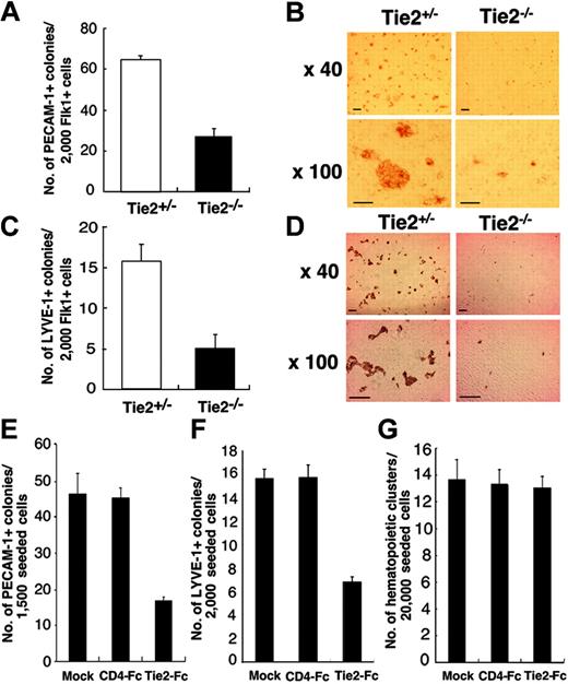 Figure 4. Lymphatic and blood vessel endothelial cell development from Tie2-/- ES cells. (A) Flk1+ cells (2000) were cultured on OP9 cells. At day 7 of culture, the number of vascular endothelial colonies developed from Tie2+/- (□) and Tie2-/- (▪) ES cells was calculated. (B) Vascular endothelial colonies were stained with PECAM-1 mAb and analyzed at low (× 40) and high (× 100) magnification. (C) The number of lymphatic endothelial colonies developed from Tie2+/- (□) and Tie2-/- (▪) ES cells was calculated. (D) Lymphatic endothelial colonies were stained with LYVE-1 mAb and analyzed at low (× 40) and high (× 100) magnification. Scale bars in panels B and D, 20 μm. In the presence of Tie2-Fc (30 μg/mL), the number of vascular and lymphatic endothelial colonies was decreased (panels E and F, respectively). (G) Hematopoietic cluster formation was not affected by exogenous soluble Tie2-Fc (30 μg/mL). Exogenous soluble CD4-Fc (30 μg/mL) served as the control. Results in panels A, C, and E-G are expressed as the mean ± SD.