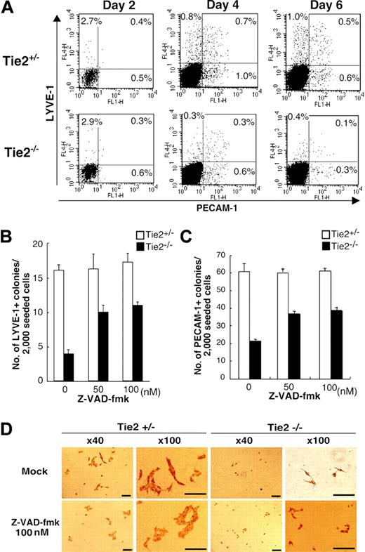 Figure 5. Tie2 signaling in blood vessels and lymphatic endothelial cells protected from apoptosis. (A) Expression of PECAM-1 and LYVE-1 in ES cell–derived cells was analyzed by flow cytometry at days 2, 4, and 6 of culture. The percentages of cells in each quadrant are indicated. (B) Addition of the caspase inhibitor Z-VAD-fmk (50 nM) to the culture media rescued the number of LYVE-1+ colonies from Tie2-/- ES cells (▪). (C) The number of PECAM-1+ colonies from Tie2-/- ES cells (▪) was also rescued in the presence of Z-VAD-fmk (50 nM). Results are expressed as mean ± SD. (D) In the presence of Z-VAD-fmk, the size of Tie2-/- lymphatic endothelial cells was unchanged, although the number of lymphatic colonies was partially rescued. Scale bars, 20 μm.