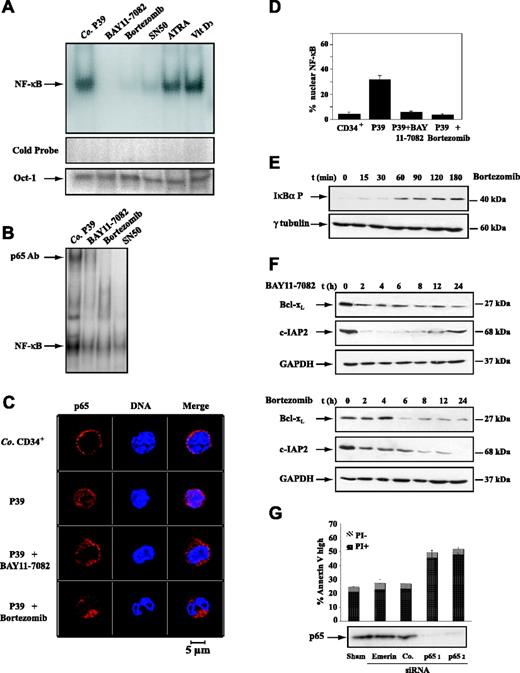 Figure 1. Signs of NF-κB activity in P39 cells. (A) NF-κB activation determined by EMSA staining. P39 cells were left untreated (control, Co) or cultured in the presence of BAY11-7082 (5 μM, 6 h), bortezomib (2.5 nM, 6 h), SN50 (36 μM, 6 h), ATRA (1 μM, 48 h), or vitamin D3 (Vit D3; 0.25 μM, 48 h), followed by the generation of nuclear extracts and EMSA assays. The transcription factor Oct-1 was monitored to assure equal loading. (B) Detection of p65 by supershift in nuclear extracts of P39 cells. NF-κB was detected by EMSA as in panel A with the difference that a p65-specific antibody was added to the extracts, leading to the apparition of a specific supershifted band. (C) Detection of p65 by confocal immunofluorescence microscopy. Cells treated as in panel A were immobilized on coverslips, fixed, permeabilized, and subjected to immunostaining of p65 (red fluorescence) and nuclear counterstaining (blue), as detailed in “Patients, materials, and methods.” Images were visualized under an LSM 510 confocal microscope equipped with a 63 ×/1.32-0.6 oil-immersion objective lens (Zeiss, Oberkochen, Germany) and a CCD camera (Zeiss). (D) Quantification of immunofluorescence data obtained in panel B. Values are means (X±SD, n = 3). (E) Bortezomib effect on IκB. P39 cells were treated for the indicated period with bortezomib (2.5 nM), followed by immunoblot detection of phosphorylated IκB. (F) Effects of bortezomib and BAY11-7082 on NF-κB target genes. After exposure of cells to either of the 2 NF-κB inhibitors, cell extracts were prepared and the abundance of Bcl-XL and c-IAP2 was determined. All experiments were repeated at least 3 times, yielding similar results. (G) Lethal knock-down of p65. P39 cells were sham-transfected or transfected with siRNAs that affect the expression of emerin or p65. Immunoblots were performed 72 hours after transfection (bottom panel) and the frequency of annexin-V+ cells was monitored by cytofluorometry. Values are means (X±SD, n = 3).