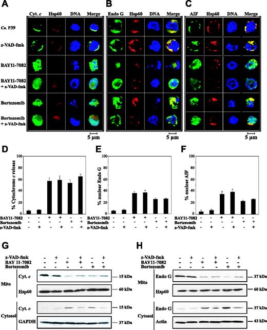 Figure 3. Translocation of caspase-dependent and caspase-independent death effectors from mitochondria of P39 cells treated with NF-κB inhibitors. Cells were treated with standard doses of BAY11-7082, bortezomib, and/or z-VAD-fmk for 12 hours and then stained with the chromatin dye Hoechst 33342 (blue), with an antibody specific for the mitochondrial antigen Hsp60 (red), as well as antibodies specific for Cyt c (A,D), EndoG (B,E), or AIF (C,F) (all green). Images were acquired as described for Figure 1C. Representative confocal immunofluorescence pictures are shown (A-C), as well as the percentage of cells demonstrating the mitochondrial release of Cyt c, EndoG, or AIF (D-F). Translocation of Cyt c and EndoG from mitochondria of P39 cells, as determined by subcellular fractionation and immunoblot (G-H). Cells were treated with BAY11-7082, bortezomib, and/or z-VAD-fmk for 12 hours and then subjected to subcellular fractionation to obtain cytosolic fractions and heavy membrane fractions enriched in mitochondria (mito), followed by immunoblot detection of Cyt c (G) or EndoG (H), with GAPDH, actin, or Hsp60 serving as loading controls. This experiment was repeated 3 times yielding similar results.