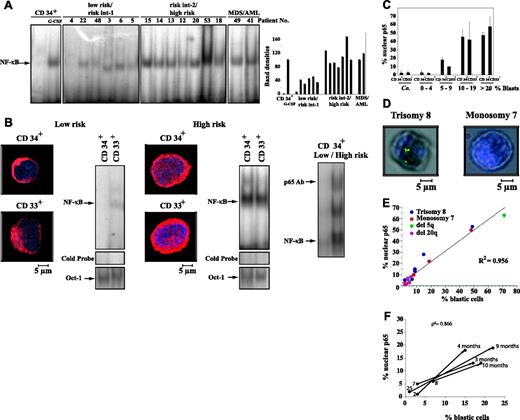 Figure 5. NF-κB activation in bone marrow samples from MDS patients. (A) Evidence for NF-κB activation in high-risk MDS, as determined by EMSAperformed on total bone marrow samples. Bone marrow aspirates from the indicated low- or high-risk patients (same numbers as in Table 1) were analyzed by EMSA, as described in “Patients, materials, and methods.” Cord blood CD34+ cells before and after stimulation with G-CSF served as negative and positive control, respectively. The intensity of bands was quantified (right panel). (B) Evidence of NF-κB activation in purified CD34+ or CD33+ cells from high-risk MDS bone marrow samples. Cells from patients 24 and 54 (Table 1), representing low- and high-risk MDS, respectively, were subjected to confocal immunofluorescence determination of p65 activation and EMSAdetection of NF-κB alone or with the p65 antibody (supershift in right panel), as well as Oct-1 as a loading control. Images were acquired as described for Figure 1C. (C) Percentage of purified CD34+ or CD33+ cells with nuclear p65 staining among different MDS patient groups classified according to the percentage of bone marrow blast infiltration. Samples from 3 different control individuals, as well as different patients (nos. 1, 24, 34, 35, and 37 representing MDS patients with <5% blast; nos. 9, 11, 27, 28, 38, and 47 for patients with 5%-9% blasts; nos. 16, 17, 20, 54, and 57 for patients with >10% blasts; nos. 21 and 32 for >20% blasts), were subjected to p65 staining as in panel B, and the frequency of cells exhibiting nuclear p65 staining was determined. Values are expressed as means ± SD; n = 3. (D) Combined detection of nuclear p65 and cytogenetic alterations. Bone marrow aspirates from untreated MDS patients were subjected to the simultaneous immunohistochemical detection of p65 and FISH, using probes specific for the centromeres of chromosomes 7 and 8. Note that cells with manifest cytogenetic alterations (trisomy 8 in left panel or monosomy 7 in right panel) can exhibit the presence of p65 (gray) in the nucleus whereas euploid cells have p65 in the cytoplasm (not shown). Fluorescence micrographs were acquired as described for Figure 2I. (E) Correlation between blast counts and the frequency of cells with nuclear p65 (same patients as in Table 2 and patients 36, 39, and 42-46). The coefficient of correlation was calculated using linear regression. (F) Longitudinal study of blast counts and nuclear p65 in MDS patients. Bone marrow aspirates from patients 2, 7, 8, and 25 obtained at the beginning of clinical monitoring (values in Table 1) or several months later (as indicated in the figure) were subjected to immunofluorescence analyses, showing an increase in p65 translocation to the nucleus. Blast counts and p65 translocation were correlated using the Spearman correlation model.
