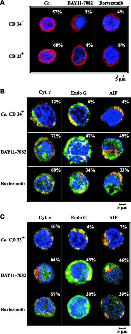 Figure 6. Inhibition of NF-κB activation in MDS bone marrow samples with BAY11-7082 or bortezomib. (A) Immunofluorescence detection of p65. Bone marrow samples from a high-risk MDS patient (Table 1 no. 54) were precultured for 6 hours in the absence or presence of BAY11-7082 or bortezomib and then subjected to confocal immunofluorescence analyses. Percentages refer to the fraction of cells exhibiting nuclear p65 staining. Similar results were obtained for samples from 2 other high-risk MDS patients (Table 1 nos. 19 and 57). (B-C) BAY11-7082 or bortezomib induced translocation of mitochondrial death effectors in bone marrow cells from high-risk MDS patients. Bone marrow aspirates from the same patients as in panel A were purified to yield CD34+ (B) or CD33+ (C) cells and cultured ex vivo, in the presence or absence of BAY11-7082 or bortezomib, and then stained with antibodies specific for Hsp60 (red), Cyt c, EndoG, and AIF (all green). Representative cells are shown. Percentage values refer to the cells exhibiting mitochondrial release of Cyt c, EndoG, or AIF in the indicated conditions. Images were acquired as described for Figure 1C.