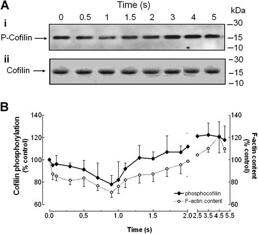 Figure 2. Comparison of the latency and time course of thrombin-evoked cofilin phosphorylation and actin reorganization. Platelets were rapidly mixed with thrombin at a final concentration of 0.1 U/mL or with agonist-free HBS solution (control at 0 seconds) and incubated at 37°C for various time periods (1-5 seconds) before mixing with lysis buffer (for cofilin phosphorylation) or with formaldehyde (3% in PBS; for F-actin measurement) using a quenched-flow system. For cofilin phosphorylation, proteins were separated by SDS-PAGE followed by Western blotting with either anti-phosphoSer3-cofilin antibody (Ai) or anticofilin antibody (Aii) as described in “Materials and methods.” Bands were revealed using chemiluminescence and were quantified using scanning densitometry. Positions of molecular-mass markers are shown on the right. Actin filament content was determined as described in “Materials and methods.” (B) Graph represents the quantification of cofilin phosphorylation (filled symbols) and F-actin content (open symbols). Values are mean ± SE of 15 runs made on cell preparations from 11 donors expressed as the percentage of cofilin phosphorylation or F-actin content in resting cells.