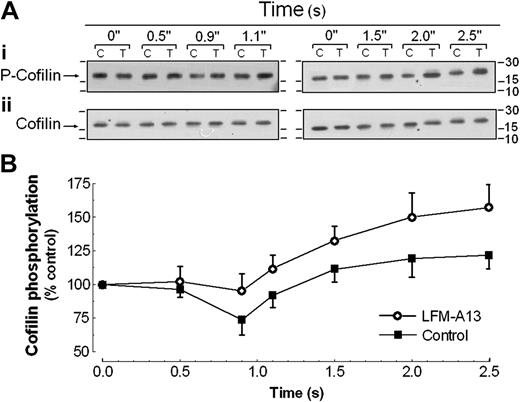 Figure 4. Effect of Btk inhibition on the latency and time course of thrombin-evoked cofilin phosphorylation. Human platelets were preincubated for 10 minutes in the presence of 10 μM LFM-A13 (○) or the vehicle (▪) and then rapidly mixed with thrombin (0.1 U/mL) or with agonist-free HBS solution (control at 0 seconds) and incubated at 37°C for various time periods before mixing with lysis buffer using a quenched-flow system. Proteins were separated by SDS-PAGE followed by Western blotting with either anti-phosphoSer3-cofilin antibody (Ai) or anticofilin antibody (Aii) as described in “Material and methods.” C indicates control; T, LFM-A13-treated cells. Bands were revealed using chemiluminescence and were quantified using scanning densitometry. Positions of molecular-mass markers are shown on the right. (B) Graph represents the quantification of cofilin phosphorylation. Values are mean ± SE of 6 runs made on cell preparations from 6 donors expressed as the percentage of cofilin phosphorylation in resting cells.