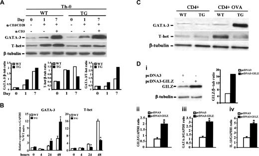 Figure 4. Expression of GATA-3 and T-bet. (A) Naive TG and WT CD4+CD62Lhigh T cells were cultured with anti-CD3/anti-CD28 Abs for the times indicated. On day 7, cells were washed and restimulated for 6 hours with anti-CD3 Ab. Protein extracts from freshly naive T cells (day 0) and cultured cells (days 1 and 7) were processed for immunoblot analysis using anti–GATA-3 Ab. The same extracts were re-probed with anti–T-bet and anti–β-tubulin Abs. Quantitative analysis of GATA-3/β-tubulin, T-bet/β-tubulin, and GATA-3/T-bet ratios are shown. (B) GATA-3 and T-bet expression, evaluated by real-time quantitative PCR, in CD4+CD62Lhigh freshly isolated or cultured with anti-CD3/anti-CD28 Abs for the indicated times. Relative expression is shown. Data are the mean values ± 1 SEM. *P < .05, TG vs WT. (C) GATA-3 and T-bet expression (as evaluated by Western blot analysis) in freshly isolated CD4+ T cells from regional lymph nodes of OVA-immunized mice or control mice. Western blot with β-tubulin was performed to ensure that equivalent amounts of proteins were loaded in each lane. Data are representative of 2 independent experiments. (D) The BW5147 cell line was transfected with pcDNA3-GILZ or pcDNA3 empty vector. Western blot analyses of GILZ and β-tubulin proteins are shown with the histogram of the GILZ/β-tubulin ratio (Di). mRNA expression was measured by semi-quantitative RT-PCR for GILZ (Dii), GATA-3 (Diii), and IL-13 (Div). RT-PCR data were normalized by 1D image analysis software to GAPDH expression and presented as mean ± 1 SEM of duplicate samples from 3 independent experiments. *P < .05 GILZ-transfected vs empty-vector–transfected cells.