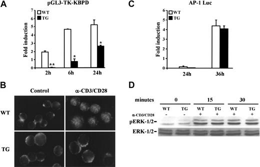 Figure 6. TG CD4+ lymphocytes display less NF-κB transcriptional activity. CD4+ cells from TG and WT mice were transfected with pRL-TK in combination with either (A) pGL3-TK-kBPD or (C) AP-1–Luc reporter plasmid. After 24 hours, cells were stimulated with anti-CD3/anti-CD28 Abs for the indicated times and luciferase activity was assessed. Results are expressed as fold induction (mean ± 1 SEM of 3 independent experiments) of the sample incubated with anti-CD3/anti-CD28 Abs versus the corresponding untreated sample, with the control value being 1. *P < .05; **P < .01. (B) Immunofluorescence analysis of NF-κB in TG and WT CD4+ cells activated with anti-CD3/anti-CD28 Abs for 6 hours, and stained with anti-p65 Ab by paraformaldehyde-saponin procedure. Images were captured with a Leitz Dialux 20 microscope using a 100×/1.25 NA oil objective. (D) ERK phosphorylation was evaluated in CD4+ cells stimulated for 15 or 30 minutes with anti-CD3/anti-CD28 Abs. Whole-cell lysates were probed with anti-phospho–ERK-1/2 (pERK-1/2) or with anti–ERK-1/2 Abs.