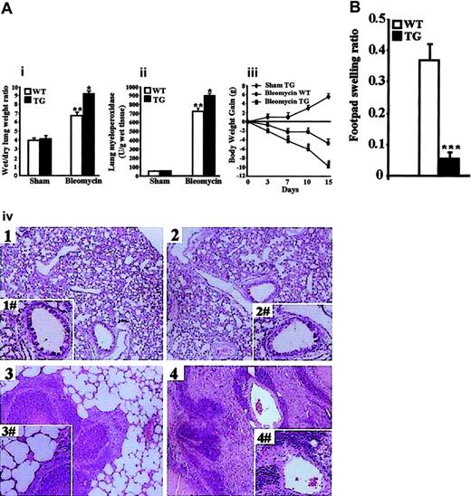 Figure 7. More severe bleomycin-induced lung injury and diminished DTH response in TG mice. (A) TG and WT mice were given bleomycin as described in “Materials and Methods.” (Ai) Lung water content, calculated by subtracting dry weight from wet weight. (Aii) MPO activity was evaluated 3 weeks after the last bleomycin injection. **P < .01 column 3 vs columns 1 and 2 (sham group); *P < .05 column 4 vs column 3 in panel Ai-Aii graphs. (Aiii), body weight gain of sham TG vs bleomycin-treated WT and TG mice. Data are expressed as mean ± 1 SEM from 6 mice for each group. *P < .05 bleomycin-treated TG vs bleomycin-treated WT. (Aiv), histologic evaluation by light microscopy of hematoxylin/eosin-stained lung section of sham WT (top left panel), sham TG (top right panel), bleomycin-treated WT (bottom left panel), and bleomycin-treated TG (bottom right panel) shows more interstitial injury and cellular infiltration in TG than in WT mice. Original magnification: × 125; insets, × 500. Images were captured with a Leitz Dialux 22 microscope with a 100×/1.25 NA oil objective (inserts were taken with a 200×/2.5 NA objective) and Axiocam Image System camera and software. The figure is representative of at least 3 independent experiments. (B) Ratios of footpad swelling of OVA-injected over PBS-injected footpads in WT mice (n = 7) and TG mice (n = 6) 24 hours after rechallenge OVA injection. Data are the mean values ± 1 SEM. ***P < .001.