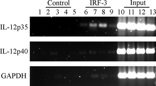 Figure 5. Inducible recruitment of IRF-3 to the endogenous IL-12p35 locus in human DCs (ChIP assay). Monocyte-derived DCs were either incubated with medium alone (lanes 2, 6, and 10) or stimulated with LPS (1 μg/mL; lanes 3, 7, and 11), PolyI:C (10 μg/mL; lanes 4, 8, and 12), or Pam3CSK4 (10 μg/mL; lanes 5, 9, and 13). After 3 hours, cells were treated with 1% formaldehyde to cross-link proteins bound to DNA. After sonication, chromatin samples were immunoprecipitated with anti-IRF-3 rabbit polyclonal antibodies (lanes 6-9) or control antibodies (lanes 2-5). Purified DNA was amplified using primers specific for IL-12p35, IL-12p40, or GAPDH promoter regions. For each sample, 2% of the cross-link-released chromatin was saved and used as input control (lanes 10-13). Lane 1 indicates PCR reaction without sample.