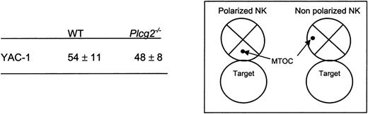 Figure 4. MTOC polarization in NK cells conjugated with target cells. Individual cell conjugates were scored polarized or not as shown in the insert. Numbers are percentages of conjugated NK cells that show MTOC relocation in the cell quarter facing the target. Data are means ± SD of 3 independent experiments including a total of more than 180 cell conjugates.
