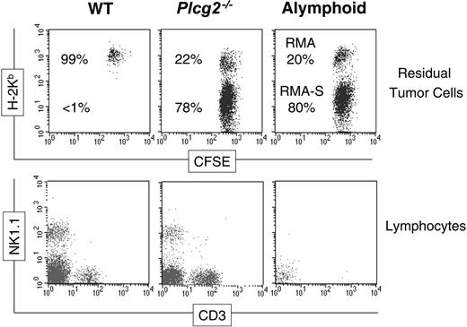 Figure 7. Compromised antitumor immunity in PLC-γ2-deficient mice. CFSE-labeled RMA cells and MHC class I-deficient RMA-S cells were coinjected intraperitoneally into 3 groups of mice and 48 hours later the peritoneal cells were stained with anti-H-2Kb (top row) or CD3 and NK1.1 (bottom row). Essentially only H-2Kb+ RMA cells were recovered from WT mice, H-2Kb- RMA-S cells being rejected by WT NK cells. Both types of tumor cells were recovered from Plcg2-/- mice as well as from alymphoid Rag2-/-Ilrg-/- mice, suggesting that RMA-S cells were not cleared. The bottom row shows that NK cells are present in the peritoneal cavity of mutant mice. Data are from one individual mouse/group representative of 6 to 10 mice/group analyzed in 2 independent experiments.