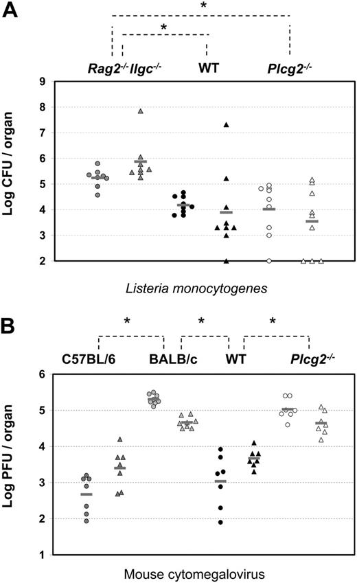 Figure 8. Compromised innate immunity to viral, not bacterial, infections in PLC-γ2-deficient mice. (A) Four days after intragastric injection of 5 × 108 CFUs L monocytogenes per mouse, bacterial burdens were quantified by colony assay in spleen (circles) and liver (triangles) of alymphoid Rag2-/-Ilrg-/- mice (gray symbols, n = 8), Plcg2-/- mice (open symbols, n = 9), and WT mice (black symbols, n = 9). Data are pooled from 3 independent experiments. *WT versus Rag2-/-Ilrg-/- P < .001 for spleen and P = .006 for liver; Plcg2-/- versus Rag2-/-Ilrg-/- P = .006 for spleen and P < .001 for liver. (B) Three days after intraperitoneal injection of 5 to 10 × 103 PFUs MCMV/mouse, virus titers were quantified by plaque assay in spleen (circles) and liver (triangles) of C57BL/6 (dark gray symbols, n = 7), BALB/c (light gray symbols, n = 8) mice, Plcg2-/- mice (open symbols, n = 7), and WT mice (black symbols, n = 7). Data are pooled from 2 independent experiments. Bars represent the mean value of each group of mice. *C57BL/6 versus BALB/c P < .001 for spleen and P < .001 for liver; WT versus BALB/c P < .001 for spleen and P < .001 for liver; and WT versus Plcg2-/- P < .001 for spleen and P < .001 for liver.