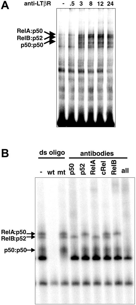 Figure 1. LTβR signaling activates multiple NF-κB pathways. (A) LTβR activates distinct NF-κB complexes. MEFs from wild-type mice were stimulated with agonistic anti-LTβR antibody for the indicated times (hours) and subjected to a NF-κB EMSA. (B) LTβR signaling activates multiple NF-κB complexes. Extracts from 24-hour-stimulated WT MEFs were subject to supershift analysis with the indicated NF-κB antibodies.