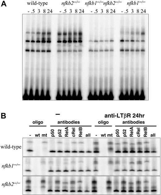 Figure 2. p50/105 and p52/p100 are required for LTβR-induced NF-κB activities. (A) LTβR-induced NF-κB activation is completely abolished in p50 and p52 double mutants and perturbed in p50 and p52 single-mutant MEFs. MEFs of the indicated genotype were stimulated with agonistic anti-LTβR antibody for the indicated times and subject to a NF-κB EMSA. Three specific activities are indicated by arrows as in Figure 1A. (B) Identification of p50- and p52-containing NF-κB activities. Extracts from wild-type, Nfkb1-/-, and Nfkb2-/- MEFs, untreated or stimulated for 24 hours with agonistic LTβR antibody, were subject to supershift analyses with the indicated NF-κB antibodies and competitor oligonucleotides.