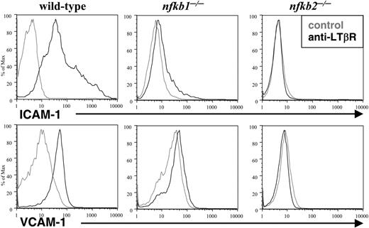 Figure 3. p50 and p52 are essential for LTβR-induced adhesion molecules. Loss of LTβR-induced expression of adhesion molecules in p50-and p52-deficient MEFs. WT, Nfkb1-/-, and Nfkb2-/- MEFs were stimulated for 2 to 3 days with a control (gray lines) or agonistic LTβR (black lines) antibody, stained with VCAM-1 or ICAM-1 antibodies, and analyzed by flow cytometry.