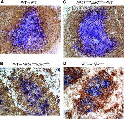 Figure 5. p50 and p52 expression in radiation-resistant stromal cells is required for T/B lymphocyte segregation. WT, Nfkb1+/- Nfkb2-/-, and LTβR-/- mice were lethally irradiated and reconstituted with WT or Nfkb1+/- Nfkb2-/- bone marrow cells. Spleens from the indicated bone marrow chimeric mice were stained for T cells with Thy1.1 (blue) and B cells with B220 (brown) antibodies 2 to 3 months after reconstitution. At least 20 follicles from each spleen were scored for degree of T/B segregation (complete, partial, and disorganized). WT→WT (A) and Nfkb1+/- Nfkb2-/-→WT (C) chimeras showed 100% complete segregation. WT→Nfkb1+/- Nfkb2-/- (B) and WT→LTβR-/- (D) chimeras exhibited 100% disorganized T/B segregation. The difference is very significant (P < .001). Data shown are representative sections from 3 spleens per group.