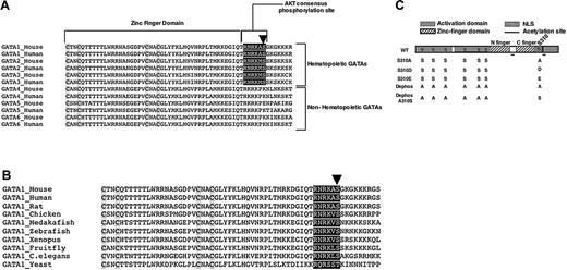 Figure 1. Putative AKT consensus phosphorylation site in GATA-1. (A-B) Alignment of the C-terminal zinc finger domain of GATA family of transcription factors. Highly conserved putative AKT consensus phosphorylation sequence surrounding S310 in hematopoietic GATAs (A) and among different species (B) are highlighted in black. Conserved cysteine residues in the C-terminal zinc finger domain are highlighted in gray. Arrow shows the highly conserved serine residue. (C) Schematic of wild-type (WT) GATA-1 protein. The serine (S) to alanine (A), aspartic acid (D), glutamic acid (E), and alanine to serine mutations in GATA-1 constructs are indicated. Nuclear localization sequence (NLS).
