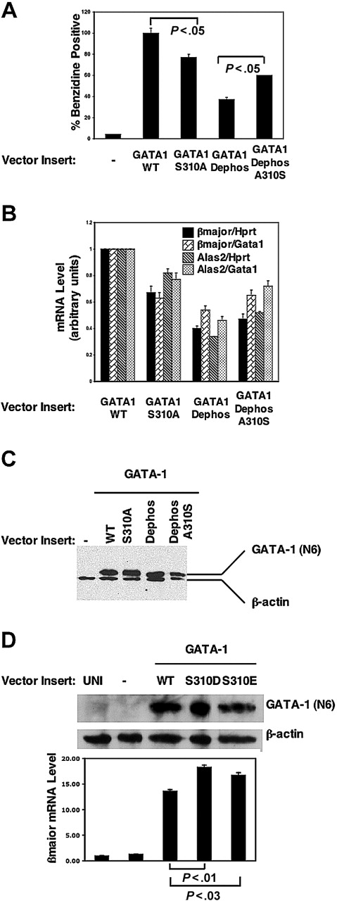 Figure 5. Phosphorylation enhances GATA-1 transactivation activity. (A) GATA-1-deficient G1E cells were transduced with an empty retroviral vector (MIG) alone or vectors containing the indicated inserts, and 48 hours later the differentiation was analyzed by diaminobenzidine staining of hemoglobin in total cells in the absence of cell sorting. Results are expressed as percentages of positive control GATA-1 WT-transduced cells. P values determined by Student t test (GATA-1S310A versus wild type, n = 6; GATA-1 A310S versus Dephos, n = 3). (B) Real-time PCR analysis of gene expression in total cells from panel A. Results shown are normalized to both Gata1 and Hprt mRNA expression. (C) Western blot analysis of GATA-1 protein expression in G1E cells after 48 hours of retroviral transduction. (D) Experiments performed as in panel A, using GATA-1 phosphomimetic mutants to transduce G1E cells cultured in 0.1 U/mL Epo. Real-time PCR analysis, representative Western blot analysis of GATA-1 mutant protein expression in transduced G1E cells. UNT indicates untransduced. In panels A, B, and D, values shown are mean ± SEM.