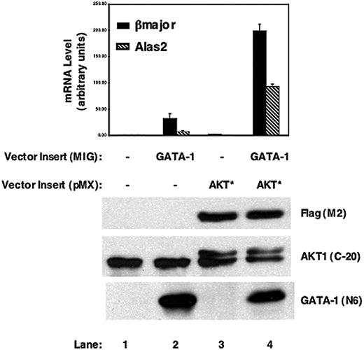 Figure 7. AKT and GATA-1 synergize in up-regulating red cell gene expression in G1E cells. GATA-1 and constitutively active AKT* were retrovirally transduced in G1E cells in the absence of Epo; 24 hours later, cells were FACS sorted and cultured for another 24 hours before preparing RNA for real-time PCR analysis (top) and protein for Western blot analysis (bottom) using the indicated antibodies. One of 2 independent experiments is shown.