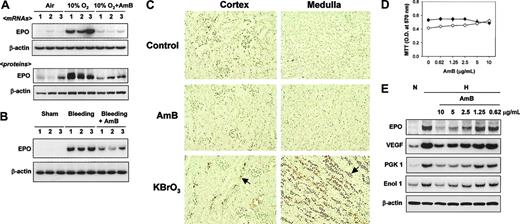 Figure 1. Amphotericin B inhibits EPO expression. (A) AmB inhibition of hypoxia-induced EPO production in rat kidneys. After rats were exposed to air or 10% O2 at 1 atm for 16 hours, kidneys were quickly frozen and stored at -70°C. The AmB stock solution (20 mg/mL) was dissolved in 35% (wt/wt) sodium deoxycholate and sodium phosphate provided by the manufacturer (Sigma-Aldrich) and stored at -20°C. Sodium deoxycholate for untreated animals or AmB (4 mg/kg in 4 divided doses) was injected into rats before rats were exposed to air or hypoxic atmosphere. After 16 hours of exposure, kidneys were excised to obtain RNA and protein samples. Tissue levels of EPO mRNA and protein were analyzed by semiquantitative RT-PCR and Western blotting, respectively, as described in “Materials and methods.” Results presented in lanes were obtained from individual animals. (B) AmB inhibition of anemia-induced EPO production in rat kidneys. After anemia was induced by removing blood, AmB solution (1 mg/kg) was once injected through the femoral vein. After 16 hours of incubation, kidneys were excised and quickly frozen. EPO and β-actin mRNAs were analyzed by the semiquantitative RT-PCR. Sham operations were performed in control rats in an identical manner, except for blood aspiration. (C) Renal toxicity of AmB. Rats were treated with sodium deoxycholate (Control) or AmB (4 mg/kg), or with KBrO3 (160 mg/kg) as a reference sample for renal injury. After 24 hours, the kidneys were excised and prepared for TUNEL staining, as described in “Materials and methods.” The stained slides were separately analyzed for the cortex (left panel) and medulla (right panel) parts. Arrows indicate examples of TUNEL-positive nuclei. Results are representative of 3 separate experiments. (D) Cytotoxicity of AmB. Cell viabilities were measured using an MTT-labeling method, as described in “Materials and methods.” Hep3B (•) and HEK293 (○) cells were treated with various concentrations of AmB for 16 hours. Points represent the means ± SD of 7 experiments. (E) AmB inhibition of HIF-1 target gene expression. RNAs were isolated from Hep3B cells subjected to normoxia (N) or 16 hours of hypoxia (H) with sodium deoxycholate (lanes 1-2) or AmB (lanes 3-7). The mRNAs of HIF-1 target genes and β-actin were analyzed by semiquantitative RT-PCR. Data are representative of 3 separate experiments. EPO indicates erythropoietin; VEGF, vascular endothelial growth factor; PGK 1, phosphoglycerate kinase 1; and Enol 1, enolase 1.