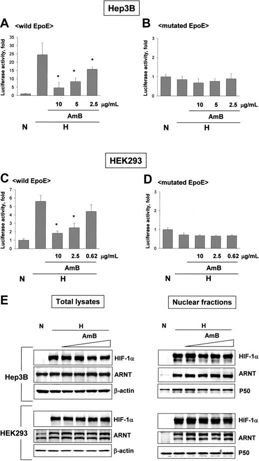 Figure 2. Amphotericin B inactivates HIF-1 without changing protein levels of HIF-1 subunits. (A-D) AmB-induced HIF-1 inhibition. Luciferase reporter plasmids containing wild EpoE or mutated EpoE were transfected into Hep3B and HEK293 cells. After incubation under normoxic or hypoxic conditions for 16 hours with sodium deoxycholate or AmB, luciferase activities were measured. Results are relative values versus the normoxic control and are plotted as the means ± SD of 12 experiments. *P < .01 versus the hypoxic control. (E) No changes in expression and nuclear translocation of HIF-1 subunits. Hep3B and HEK293 cells were incubated under normoxic or hypoxic conditions for 16 hours with sodium deoxycholate (10 μg/mL) or AmB (1.25 to 10 μg/mL). HIF-1α and ARNT proteins in total cell lysates (left panel) or in nuclear fractions (right panel) were analyzed by Western blotting. β-actin or NF-κB p50 protein was used as a loading control for total cell lysates or nuclear fractions, respectively. The data shown are representative of 3 separate experiments.
