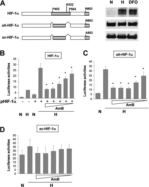 Figure 3. Amphotericin B represses the CAD of HIF-1α. (A) Structures of HIF-1α mutants. The expressions of HIF-1α mutants were verified by Western blotting. N indicates normoxia; H, hypoxia; and DFO, 130 μM desferrioxamine. (B) AmB repression of expressed wild-type HIF-1α. The plasmid for HIF-1α was cotransfected with the EpoE reporter into HEK293 cells. After incubation under normoxic (N) or hypoxic (H) conditions for 16 hours with sodium deoxycholate or AmB, luciferase activities were determined. (C) AmB repression of stably expressed, hypoxia-activated HIF-1α mutant. The plasmid for a stable, hypoxia-activated HIF-1α mutant (sh-HIF-1α) was cotransfected with the EpoE reporter into HEK293 cells. The cells were incubated under normoxic or hypoxic conditions for 16 hours with sodium deoxycholate or AmB. (D) Asn803 is required for AmB repression. The plasmid for a stable, constitutively activated HIF-1α mutant (sc-HIF-1α, Asn803Ala) was cotransfected with the EpoE reporter into HEK293 cells. The cells were incubated under normoxic or hypoxic conditions for 16 hours with sodium deoxycholate or AmB. Results are expressed as relative values versus the normoxic activity in the untransfected cells and are plotted as the means ± SD of 12 experiments. *P < .05 versus the hypoxic control.
