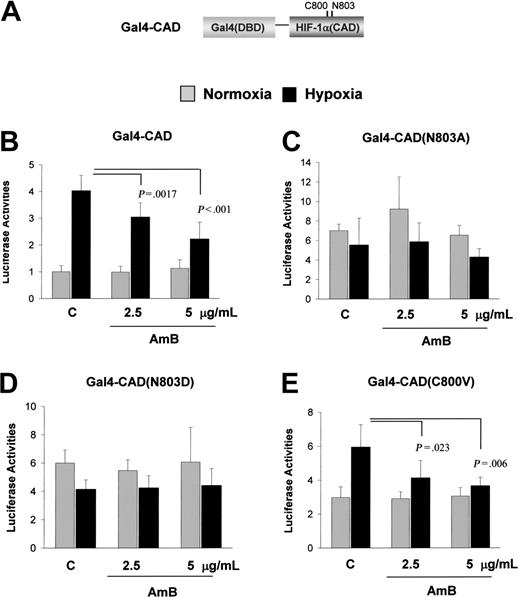 Figure 4. Asn803 is required for amphotericin B-induced CAD repression. (A) Structure of Gal4-CAD. (B) AmB repression of CAD of HIF-1α. The plasmid for Gal4-CAD was cotransfected with a Gal4-luc reporter plasmid into Hep3B cells. After incubation under normoxic (21% O2, ) or hypoxic (1% O2, ▪) conditions for 16 hours with sodium deoxycholate or AmB, luciferase activities were measured. (C-D) Requirement of Asn803 in the AmB-induced CAD repression. The plasmid for Gal4-CAD mutant, in which Asn803 was substituted with Ala (N803A) or with Asp (N803D), was cotransfected with a Gal4-luc reporter plasmid. (E) No involvement of Cys800 in the AmB repression. The plasmid for Gal4-CAD mutant having Val800 for Cys800 (C800V) was cotransfected with a Gal4-luc reporter plasmid. Results are quoted as relative values versus the normoxic activity of Gal4-CAD and are the means ± SD of 16 experiments. P values versus the hypoxic control are presented in the figures.
