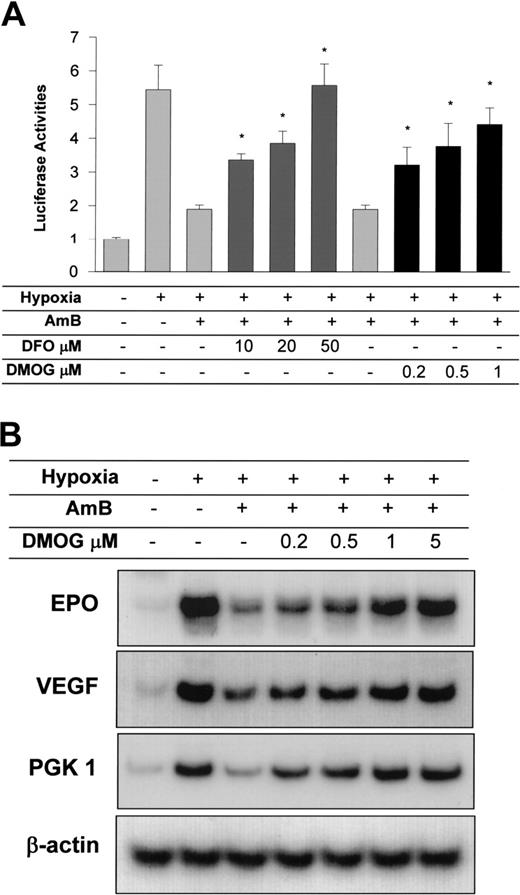 Figure 6. HIF-1α repression by amphotericin B is recovered by inhibition of FIH. (A) Recovery of AmB-repressed HIF-1α activity by FIH inhibitors. Hep3B cells transfected with Gal4-CAD plasmid were treated with desferrioxamine (DFO) or DMOG at various concentrations and incubated under hypoxic conditions in the presence of AmB (5 μg/mL) for 16 hours. Results are plotted as the means ± SD of 12 experiments. *P < .05 versus the hypoxic, AmB-treated group. (B) Recovery of AmB-inhibited HIF-1 target gene expression by FIH inhibitors. Hep3B cells were subjected to normoxia (N, lane 1) or 16 hours of hypoxia (H, lanes 2-7) in the presence of sodium deoxycholate (lanes 1-2) or 10 μg/mL AmB (lane 3). Cells were cotreated with AmB and various DMOG concentrations (lanes 4-7). mRNAs of HIF-1 target genes and β-actin were isolated and analyzed by semiquantitative RT-PCR. The data shown are representative of 3 separate experiments.