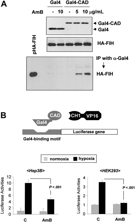 Figure 7. Amphotericin B blocks p300 recruitment by binding FIH to CAD. (A) Coimmunoprecipitation assay for FIH-CAD binding. HEK293 cells were cotransfected with pHA-FIH and either pGal4-CAD or pGal4, and incubated with sodium deoxycholate (-) or AmB under hypoxic conditions for 16 hours. Lysates were prepared and immunoprecipitations were performed using anti-Gal4 antibody. The coimmunoprecipitation of HA-FIH and Gal4-CAD was identified by Western blotting using anti-HA antibody (bottom panel). Protein quantities in the samples were verified using anti-Gal4 and anti-HA antibodies (top and middle panels). The data shown are representative of 3 separate experiments. (B) Mammalian 2-hybrid assay for CAD-p300 binding. Hep3B (left panel) and HEK293 (right panel) cells were cotransfected with 1 μg of a Gal4-luciferase reporter, 1 μg pGal4-CAD, and 500 ng p(His)VP16-C/H1. After a stabilizing period of 48 hours, cells were incubated under either normoxic or hypoxic conditions, in the absence or presence of AmB (5 μg/mL) for 16 hours, and then lysed to determine luciferase and β-gal activities. The results shown are relative values versus the normoxic control and are plotted as the means ± SD of 8 experiments.