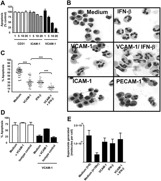 Figure 1. Soluble VCAM-1 delays the functional senescence of neutrophils. (A) Neutrophils were cultured in the presence or absence of soluble adhesion molecules for 18 hours at the concentrations stated (micrograms per milliliter). Apoptosis was measured by DiOC6 staining. Results are expressed as the percentage of apoptotic neutrophils compared with neutrophils cultured in medium alone; mean ± SD of 3 separate experiments. (B) Neutrophils were cultured for 18 hours in the presence or absence of soluble adhesion molecules (VCAM-1, ICAM-1, PECAM-1 all at 10 μg/mL) or IFN-β (1000 U/mL). Apoptosis is evident in medium and ICAM-1- and PECAM-1-treated cells by the presence of small shrunken cells with condensed nuclei. (C) Neutrophils were cultured in the presence or absence of 10 μg/mL sVCAM-1, 1000 U/mL IFN-β, or both together and apoptosis measured by DiOC6 staining. Each point is a single experiment. Bar is the mean; ***P < .001. (D) Neutrophils were incubated with VCAM-1 in the presence or absence of the anti-VCAM antibody 1G11 (10 μg/mL). Cells were cultured alone (□) or in the presence of VCAM-1 (▪). An isotype-matched control antibody is shown. Apoptosis was measured by DiOC6 staining. Data are the mean ± SD of 3 separate experiments. (E) VCAM-1 delays the functional senescence of neutrophils. Superoxide generation in response to PMA was determined by measuring oxidation of cytochrome c at the time of neutrophil isolation (t = 0) or following 18 hours of incubation with medium alone, 1000 U/mL IFN-β, 10 μg/mL sVCAM-1, or both together. Data are the mean ± SD of 3 separate experiments.