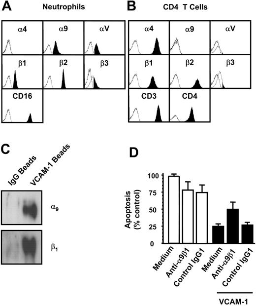 Figure 4. The integrin α9β1 is the VCAM-1-binding receptor mediating neutrophil survival. Potential VCAM-1-binding integrins expressed on neutrophils (A) or on CD4 T cells (B) were quantified using flow cytometry. (C) VCAM-1-coated beads were cross-linked to the cell surface of neutrophils, and beads were washed and run on a reducing PAGE gel as described. Control human IgG-coated beads (for bead conjugation, see “Immunoblots and Western blotting” under “Materials and methods”) were used to show nonspecific binding of surface molecules to the beads after cross-linking. Proteins were detected by Western blot with anti-α9 and anti-β1-specific antibodies. The blots shown are representative of 3 separate experiments performed. Neutrophils were incubated for 18 hours (D) in the presence or absence of the anti-α9β1 antibody Y9A2 (10 μg/mL). Cells were cultured alone (□) or in the presence of VCAM-1 (▪). An isotype-control antibody is shown. Apoptosis was measured by DiOC6 staining. Results are expressed as the percentage of apoptotic neutrophils compared with neutrophils cultured in medium alone with no VCAM-1; mean ± SD of 3 separate experiments.