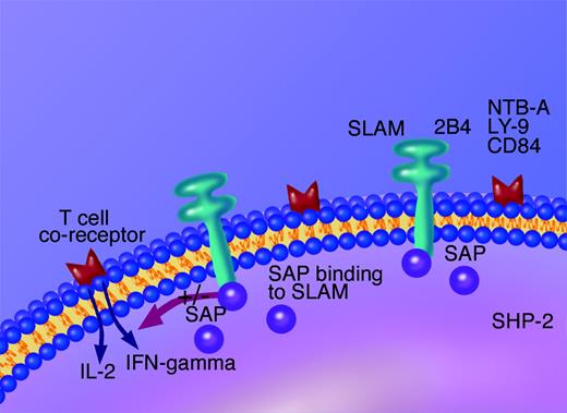 Figure 1. Diagram showing the mechanism of action of SAP. SAP is an intracellular modulator of lymphocyte activation, both via the T-cell co-receptor SLAM or NK cell co-receptor 2B4/CD244. SAP is proposed to check binding of other SHP2 containing domains and thus inhibit downstream cell activation and cytokine release.