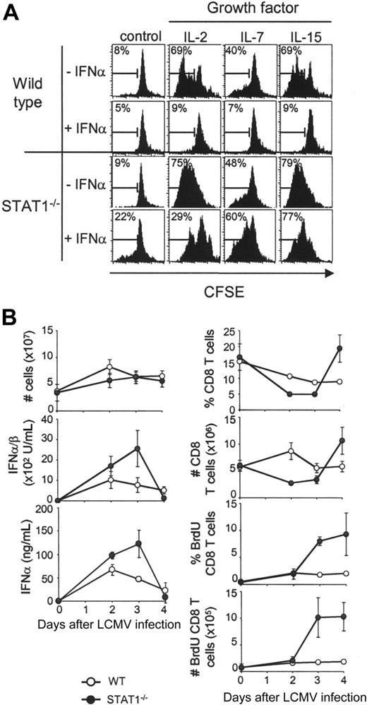 Figure 1. Contribution of STAT1 to regulation of CD8 T-cell proliferation. (A) CD8 T cells from wild-type or STAT1-deficient mice proliferate in response to growth factors in culture, but STAT1 is required for the antiproliferative effects mediated by type 1 IFN. Total splenic populations were prepared from uninfected mice, CFSE-labeled on day 0, and cultured for 5 days in the absence or presence of IFNα (1 × 104 U/mL), with or without IL-2, IL-7, or IL-15 (20 ng/mL each). Flow cytometry histogram plots of gated CD8 T cells are shown. Numbers are proportions of cells dividing as assessed by dilution of CFSE. (B) STAT1 contributes to the negative regulation of early CD8 T-cell proliferation in vivo during LCMV infection. Wild-type and STAT1-deficient mice were infected with LCMV and followed for 4 days after infection, and CD8 T-cell proliferation was measured by BrdU incorporation in vivo. Proportions and numbers of total, as well as BrdU-positive CD8 T cells, are shown. Active IFNα/β in serum was measured by bioassay and serum IFNα by ELISA. All data are means ± SDs. Results for both panels are representative of at least 3 independent experiments.