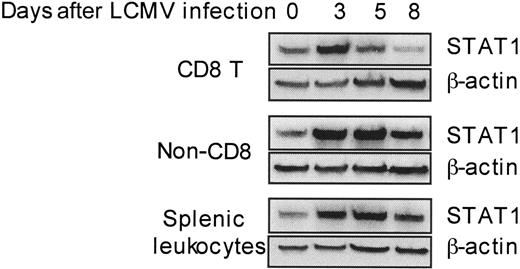 Figure 2. Differential dynamic modulation of STAT1 levels in CD8 T cells during LCMV infection. CD8 T, non-CD8 T, and total splenic leukocytes were isolated from uninfected or LCMV-infected mice at the indicated days after challenge. Cell lysates were prepared, and STAT1 protein levels were detected by Western blot with β-actin measurement as a loading control. Data presented are representative of 2 independent experiments. Densitometry analyses of all tests demonstrated that the STAT1 values, normalized based on β-actin, for samples prepared on day 5 from non-CD8 T cells and total splenic leukocytes were at least 160% greater than those prepared from CD8 T cell.