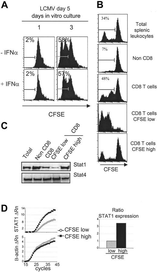 Figure 4. Reduced STAT1 levels in proliferating CD8 T cells expanding ex vivo. (A) Splenic CD8 T cells derived from day 5 LCMV-infected mice cultured ex vivo are insensitive to the antiproliferative effects of IFNα. Total splenic leukocytes were prepared, CFSE-labeled, and incubated 1 or 3 days with or without IFNα (1 × 104 U/mL). Histograms of CFSE dilution within electronically gated CD8 populations are shown. The experiment has been repeated more than 2 times with similar results. The overall averages ± SDs for the combined experiments were, respectively without or with IFNα, 2.2 ± 0.5 and 1.9 ± 0.7 on day 1 and 58.9 ± 3.9 and 59.2 ± 2.0 on day 3. (B) Cultured CD8 T cells were separated into high and low proliferating, based on dilution of CFSE. CD8 T cells were enriched from a 3-day culture of CFSE-labeled splenic populations prepared from day 5 LCMV-infected mice and then sorted into CFSE-low and -high subsets. CFSE staining intensities of the different samples are shown. (C) The STAT1 protein levels are lower in proliferating than nonproliferating CD8 T cells. Western blot analysis of STAT1 levels in the populations prepared in panel B. Western blot analysis of STAT4 was used as loading control. Also tested was β-actin (not shown). This figure is representative of 3 experiments. (D) STAT1 RNA levels are lower in proliferating CD8 T cells. Real-time PCR analysis of STAT1 RNA levels prepared from sorted CFSE-low (○) and CFSE-high (▪) CD8 T cells is shown. The ratio of STAT expression was calculated using amplification efficiencies (1.93 for STAT1 and 1.99 for β-actin). The experiment was repeated twice. The average CT values ± SDs for the low CFSE samples were 29.0 ± 4.4 for STAT1 and 20.9 ± 0.4 for β-actin, and for the high CFSE samples were, respectively, 25.6 ± 1.6 and 22.8 ± 0.6.