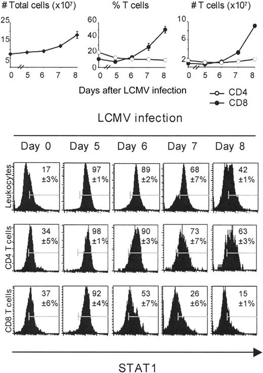 Figure 5. Differential expansion and time course of STAT1 expression on CD4 and CD8 T cells during the course of infection. For these experiments, populations were prepared from uninfected or day 5, 6, 7, and 8 LCMV-infected mice. Splenic leukocytes were counted using a hemocytometer. Percentages of CD4 and CD8 T cells were obtained by FACS analysis. The intracellular staining for expression of STAT1 protein was analyzed by FACS, electronically gating on total splenic leukocytes, CD8 or CD4 T cells. The numbers in the histograms represent percentages of STAT1-positive cells, compared with the isotype controls.