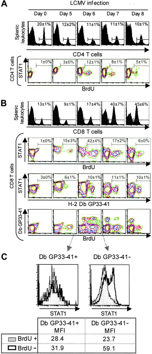 Figure 6. Modulation of STAT1 levels in vivo-reduced levels in antigen-specific proliferating CD8 T cells. For these experiments, populations were prepared from uninfected or day 5, 6, 7, and 8 LCMV-infected mice. BrdU was injected at 2 hours before harvest, and the isolated cells were labeled to evaluated CD4, CD8, BrdU, and STAT1 expression by FACS (A) CD4 T cells experience low levels of proliferation during LCMV infection. Histograms represent the percentage of CD4 T cells in the splenic leukocytes. The contour plots show the staining for STAT1 and BrdU in the electronically gated CD4 T-cell subset. (B) The proliferating and antigen-specific CD8 T-cell subsets are contained within the low STAT1 populations. Histograms represent the percentage of CD8 T cells in the splenic leukocytes. The contour plots show the staining for the electronically gated CD8 T-cell subset. In the first set, STAT1 versus BrdU incorporation, as a marker of in vivo proliferation, is shown. In the second set, STAT1 versus the tetramer Db GP33-41, as a marker of cells specific for the LCMV immunodominant epitope, is shown. In the third set, Db GP33-41 versus STAT1 is shown. Data presented are means ± SDs. (C) STAT1 levels are low in Db GP33-41-positive and -negative expanding CD8 T cells. Histograms represent STAT1 levels in the electronically gated peptide specific or unspecific populations. Numbers show mean fluorescence intensities. These experiments have been repeated more than 3 times.