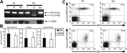 Figure 1. Deletion of Stat3 in the B-cell lineage does not disrupt B-cell development. (A) Top row: Genomic DNA from T cells, B cells, and myeloid cells from Stat3fl/flCD19+/+ (Wt) and Stat3fl/flCD19Cre/+ (KO) mice was subjected to PCR analysis using primers that yield bands corresponding to both the Stat3fl/fl and Stat3Δ/Δ alleles. Bottom row: Whole-cell lysates were prepared from the same cell types as in panel A and were subjected to Western blot analysis for total Stat3. (B) B-cell numbers in the bone marrow, spleen, and lymph nodes of Wt (▪) and KO (□) mice were calculated based on percentages of total cells that stained as B220+ upon flow cytometric analysis. Error bars represent the SD of at least 3 mice. (C) Flow cytometric analysis was performed on lymph nodes from Wt and KO mice for canonical B-cell markers. Flow cytometric results are representative of at least 3 experiments.