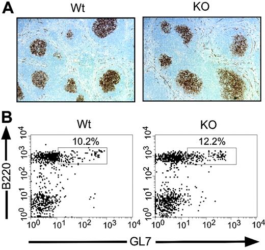 Figure 5. GC formation is intact in Stat3fl/flCD19Cre/+ mice. (A) PNA staining of spleens from Stat3fl/flCD19+/+ (Wt) and Stat3fl/flCD19Cre/+ (KO) hRBC-immunized mice shows equivalent GC formation. (B) Spleen cells from hRBC-immunized Wt and KO mice were analyzed by flow cytometry for GL7 expression to confirm equivalent GC formation. After mounting in Permamount solution (Sigma, St. Louis, MO), images were visualized using a Leica DMR microscope (Leica, Heidelberg, Germany) equipped with a 10×/0.3 objective lens and a 10× eyepiece, for a total original magnification of ×100. A Diagnostic CE230 SPOT camera (Diagnostic Instruments, Sterling Heights, MI) was used to capture images, and SPOT acquisition software (Diagnostic Instruments) was used to process and export them in Tagged Image File format (TIFF) to the canvas program (ACD Systems, Miami, FL) for further processing.