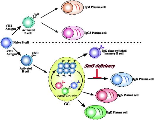 Figure 8. Stat3 is necessary for TD IgG plasma cell formation. Stat3fl/flCD19Cre/+ mice are capable of forming IgM plasma cells in response to either a TD or TI antigen. In addition, germinal center formation proceeds normally, leading to successful isotype switching to all 3 classes (IgG, IgA, IgE). It is likely that this occurs in distinct anatomic locations for each isotype (not depicted), with IgG predominating in the spleen and lymph nodes; IgA, in the gut and related mucosal tissues such as appendix, Peyer patch, and tonsils; and IgE, in still-unknown sites. These class-switched B cells (of any isotype) can subsequently be selected into the memory pool or terminally differentiate into plasma cells. However, in the absence of B-cell Stat3, IgG B cells are unable to respond to T-cell-derived cytokines that drive terminal differentiation. Thus, Stat3 is uniquely required only for terminal differentiation and only for IgG plasma cells.