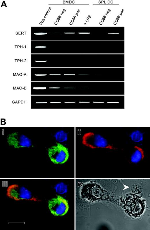 Figure 1. Expression and developmental regulation of the 5-HT transporter and MAO in mouse DCs. (A) CD11c+ CD86- (immature DCs) or CD11c+ CD86+ (mature DCs) were purified by cell sorting from BMDC cultures or spleen cells. BMDCs were activated by overnight exposure to LPS (50 ng/mL) prior to sorting CD11c+ CD86+ (activated DCs). Gene expression for SERT, TPH-1 and TPH-2, MAO-A, and MAO-B was examined by RT-PCR. (B) Density gradient-enriched day 5 BMDCs were immunolabeled and analyzed by confocal microscopy. CD11c (mouse DC marker) and SERT were visualized with antibodies labeled with Alexa Fluor 488 (green; i) and Alexa Fluor 546 (red; ii), respectively. Nuclei were counterstained with TO-PRO-3 (blue). In the red, green, and blue overlay (iii), the yellow signal indicates regions of red/green overlap. The bright-field image (iv) includes a CD11c and SERT double-negative cell with lymphocytic morphology (arrowhead). Scale bar represents 10 μm. Data are representative of 2 independent experiments.