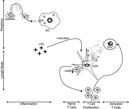Figure 7. A conceptual model for 5-HT uptake and release by DCs and the immunologic consequences. Immature DCs (iDC) may sequester 5-HT released by platelets or mast cells at sites of injury and inflammation, which they in turn secrete via a Ca2+-dependent exocytotic pathway on encountering naive, cognate T cells. High local concentrations of 5-HT within DC–T-cell synaptic junctions suppress further production of cAMP and facilitate T-cell proliferation. CD40-CD40 ligand signaling up-regulates DC SERT expression and thereby promotes uptake of 5-HT passively released from activated T cells. Mature DCs (mDC) may shuttle 5-HT between activated and naive T cells, thereby amplifying adaptive immune responses.