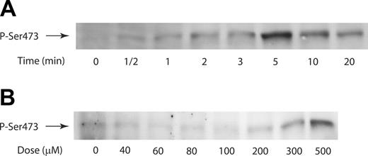 Figure 1. YFLLRNP-induced Akt phosphorylation in human platelets. (A) Time-dependent phosphorylation (P) of Akt at Ser473 with YFLLRNP. Washed platelets were stimulated at 37°C for the time points indicated with YFLLRNP (500 μM) without stirring. (B) Washed platelets were incubated with different concentrations of YFLLRNP for 5 minutes at 37°C without stirring. The reaction was stopped by the addition of 3 × SDS sample buffer. Samples were separated by SDS-PAGE, transferred onto polyvinylidene difluoride membranes, and probed with anti-phospho-Akt (Ser473) antibody. Results are representative of 3 experiments.