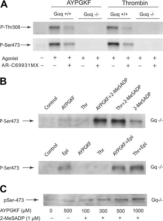 Figure 4. Role of G12/13 signaling in potentiation of Akt phosphorylation in Gαq-/- mice. (A) Akt phosphorylation in response to AYPGKF and thrombin in Gαq-/- mice. Wild-type platelets and Gαq-deficient platelets preincubated in the absence and presence of 1 μM AR-C69931MX were stimulated at 37°C for 5 minutes with either AYPGKF (500 μM) or thrombin (0.5 unit/mL). The reaction was stopped by the addition of 3 × SDS sample buffer. Equal amounts of proteins were analyzed by Western blot analysis with anti-Thr(P)308 or anti-Ser(P)473. The data shown are representative of 3 experiments. (B) G12/13 signaling potentiates Akt phosphorylation in Gαq-deficient platelets. Gαq-deficient platelets were stimulated at 37°C for 5 minutes with either AYPGKF (500 μM) or thrombin (Thr; 0.5 unit/mL) without stirring. The addition of 2-MeSADP (1 μM) or epinephrine (10 μM) was made as indicated. The reaction was stopped by the addition of 3 × SDS sample buffer. Samples were separated by SDS-PAGE, Western blotted, and probed with anti-phospho-Akt (Ser473) antibody. The data shown are representative of 3 experiments. (C) Concentration-dependent Akt phosphorylation induced by combined G12/13 and Gi signaling in Gαq-deficient platelets. Gαq-deficient platelets were stimulated at 37°C for 5 minutes with different concentrations of AYPGKF in the presence of 2-MeSADP (1 μM). The reaction was stopped by the addition of 3 × SDS sample buffer. Platelet proteins were separated by SDS-PAGE, Western blotted, and probed with anti-phospho-Akt (Ser473) antibody.