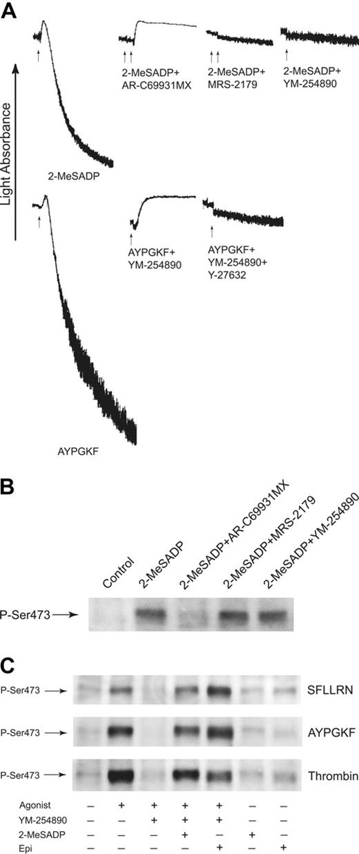 Figure 5. G12/13 signaling is required for thrombin- and thrombin receptor-activating peptide-induced Akt phosphorylation. (A) YM-254890 does not inhibit G12/13-induced platelet shape change. Aspirin-treated, washed human platelets preincubated with 10 μM Y-27632 or 50 nM YM-2548890 were stimulated with agonists as noted, and platelet aggregation was measured as described in “Materials and methods.” The arrows indicate the addition of agonists and antagonists. Ten micromolar MRS-2179 and 1 μM AR-C69931MX was added to samples prior to stimulation with agonists. Tracings are representative of 3 experiments from 3 different donors. (B) Effect of YM-254890 on 2-MeSADP-induced Akt phosphorylation. Washed human platelets were stimulated with 1 μM 2-MeSADP in the presence or absence of reagents as indicated. Platelet proteins were separated by SDS-PAGE, Western blotted, and probed with anti-phospho-Akt (Ser473) antibody. (C) Selective G12/13 signaling restores PAR agonist-induced Akt phosphorylation in the presence of Gi/Gz signaling. Washed human platelets preincubated in the absence and presence of 50 nM YM-254890 were stimulated at 37°C for 5 minutes with either SFLLRN (10 μM), AYPGKF (500 μM), or thrombin (0.5 unit/mL). The addition of 1 μM 2-MeSADP or 10 μM epinephrine was made as indicated. Samples were separated by SDS-PAGE, Western blotted, and probed with anti-phospho-Akt (Ser473) antibody. Results are representative of 3 experiments.
