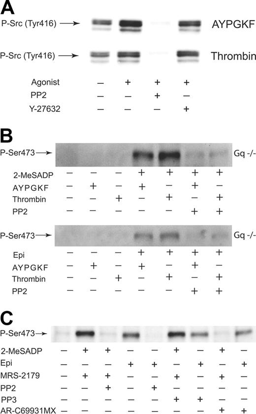 Figure 6. Src kinase-dependent Akt phosphorylation induced by combined G12/13 and Gi/Gz signaling in platelets. (A) Gαq-deficient platelets preincubated with either 10 μM Y-27632 or 10 μM PP2 were stimulated at 37°C for 2 minutes with either AYPGKF (500 μM) or thrombin (0.5 unit/mL). Platelet proteins were separated by SDS-PAGE, Western blotted, and probed for phospho-Tyr416 Src. (B) Gαq-deficient platelets preincubated in the absence and presence of 10 μM PP2 were stimulated at 37°C for 5 minutes with agonists as noted. The reaction was stopped by the addition of 3 × SDS sample buffer. Platelet proteins were analyzed by Western blot analysis with anti-Ser(P)473 antibody. (C) Washed human platelets preincubated with 1 μM AR-C69931MX, 10 μM PP2, or 10 μM PP3 were stimulated at 37°C for 5 minutes with either 2-MeSADP (1 μM) or epinephrine (10 μM). Platelets stimulated with 2-MeSADP were preincubated with 10 μM MRS-2179. Platelet proteins were separated by SDS-PAGE, Western blotted, and probed with anti-phospho-Akt (Ser473) antibody. The Western blot analysis shown is a representative of 3 independent experiments.