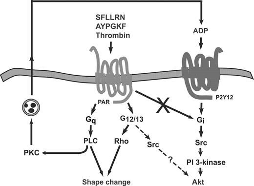 Figure 7. Outline of the signaling events leading to PAR-mediated protein kinase B/Akt activation in platelets. Thrombin and thrombin receptor-activating peptides induce Akt activation in platelets through secreted ADP that stimulates Gi signaling pathways in which Src kinase and PI 3-kinase play an important role. G12/13 signaling potentiates Akt phosphorylation mediated by Gi pathways, and costimulation of G12/13 and Gi signaling can induce the same extent of Akt phosphorylation achieved by PAR agonists in normal platelets. Activation of G12/13 signaling might mediate its potentiating effects through Src kinase activation, and Src kinase plays an important role in ADP- and thrombin-mediated Akt phosphorylation. The mechanism and the specific member of Src family kinases contributing to Akt phosphorylation are not clear. Note that consistent with our previous observations, PAR stimulation in platelets does not lead to direct Gi activation.2