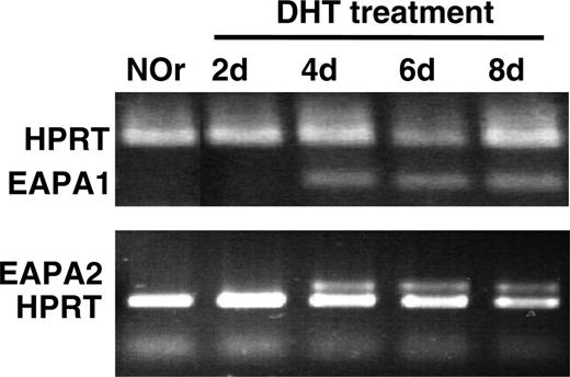Figure 3. Detection of EAPA1 and EAPA2 mRNA. Both the EAPA1 mRNA and EAPA2 mRNA are detected in the anterior prostate of NOr B6AF1 mice 4 days after implantation of DHT pellets. HPRT served as control.