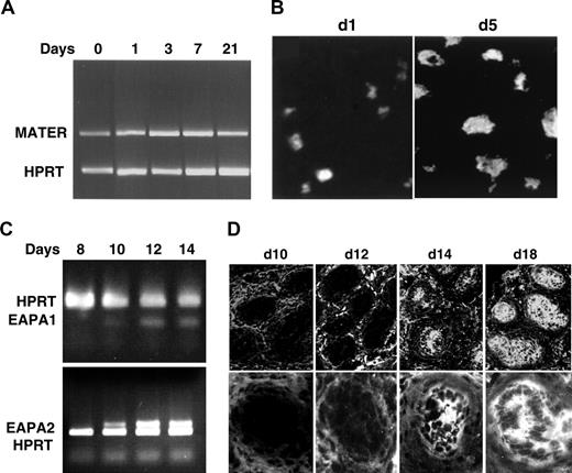 Figure 4. The ontogeny of prostate Ag and oocyte Ag expression in B6AF1 mice. The mRNA of the ovarian MATER Ag is detected from birth by RT-PCR (A), and the MATER Ag is detected in ovarian oocytes in 1-day-old ovary by immunofluorescence with serum autoAb from d3tx mice with AOD (original magnification × 400). (B) The RNAs of prostate EAPA1 and EAPA2 are detectable in prostates at and after 10 days of age by RT-PCR. (C) The EAPA1 or EAPA2 Ag is detected in the prostate at and after 14 days of age by indirect immunofluorescence with serum autoAb from d3tx male mice with EAP (D; original magnification × 200 for top panels and × 400 for bottom panels). Panels A-B are reproduced from Alard et al,5 with permission of the Journal of Immunology (Copyright 2001. The American Association of Immunologists, Inc).