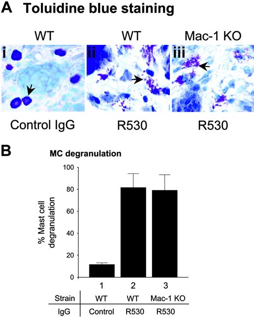 Figure 2. Activation of mast cells in Mac-1 KO mice. WT and Mac-1 KO mice (n = 6) were injected intradermally with pathogenic IgG (R530). At 2 hours after injection when MC degranulation peaked, skin sections were stained with toluidine blue and MCs in the dermis were counted and classified as degranulated (> 10% of the granules exhibiting fusion or discharge) or normal as previously described.21 (A) Toluidine blue staining showed similar degrees of MC degranulation (arrows) in pathogenic IgG-injected WT and Mac-1 KO mice (panels Ai vs Aiii). (B) Quantitation of degranulated MCs revealed no significant difference in MC degranulation between these 2 groups of mice (expressed as percentage of MC degranulation, mean ± SE).